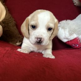 Pocket Beagle Tanner - Lemon and white male Beagle puppy in Gentry, Arkansas from HC Puppy Ranch