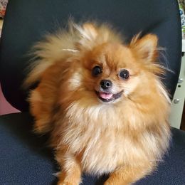 Feefee - Pomeranian
