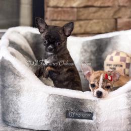 Reebok - Fawn brindled black male Chihuahua puppy in Anderson, South Carolina from Lil Treasures Chihuahuas