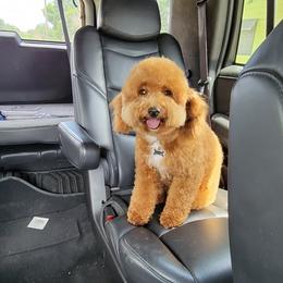 Gemma - Goldendoodle