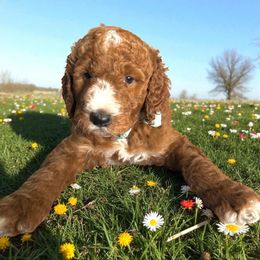 Buzz - Red  male Goldendoodle puppy in Geneva, Florida from Teddy Gram Goldendoodles and Standard Poodles