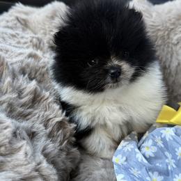 Pomeranian Puppies from Cascade Pomeranians