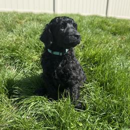 Robin (Blue Collar) - Black male Poodle puppy in Monroeville, Pennsylvania from K & A Standard Poodles