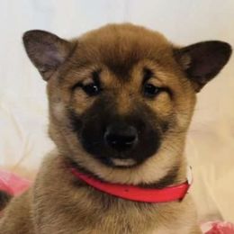 Shiba Inu from Majestic Shiba Inu’s