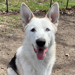 Bourbon - German Shepherd