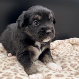 Boy 4 - Black tri male Miniature Australian Shepherd puppy in Arcadia, Indiana from Sunset Cowgirl Mini Aussies