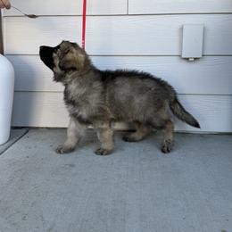 Happy - Red - Fawn sable male Shiloh Shepherd puppy in Tenafly, New Jersey from Island Shilohs