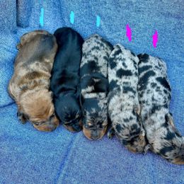 Dachshund puppies from Open Hourglass LLC