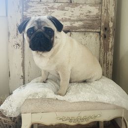 Holly Bear - Pug