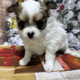 Sparkles - Sable spotted white female Chihuahua puppy in Palmyra, Indiana from Country Star Chihuahuas