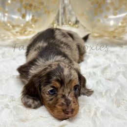 Dachshunds from Farmhouse Doxies