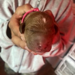 Bernedoodle, Goldendoodle, and Sheepadoodle Puppies from Dhalia’s Doodles