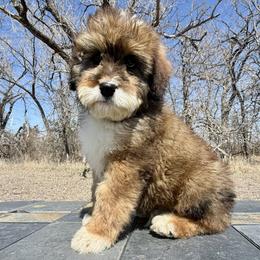 Sam - Chocolate merle male Bernedoodle puppy in Sioux Falls, South Dakota from WhiskeyCreek Doodles