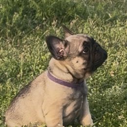 Bulldogs and French Bulldogs from Brickyard Bulldogs