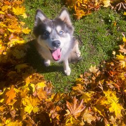 Razzie 🍓 - Pomsky