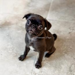 Penny - Black female Pug puppy in Shady Hills, Florida from Premium Pugs