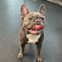 French Bulldogs from PrimeLine Frenchies