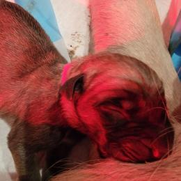 Cher (pink) - Fawn female Mastiff puppy in Conroe, Texas from Southern Star English Mastiffs