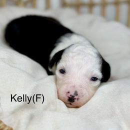 Kelly - female Australian Mountain Doodle puppy in Sterling, Colorado from North 40 Doodles