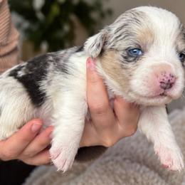 Cheyenne - Blue merle and white female Cardigan Welsh Corgi puppy in Kerens, West Virginia from Leather & Lace