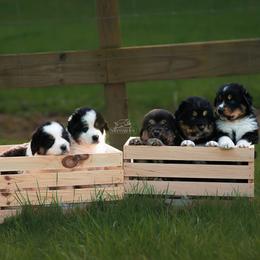 Tornjak puppies from Blue Shamrock Tornjak