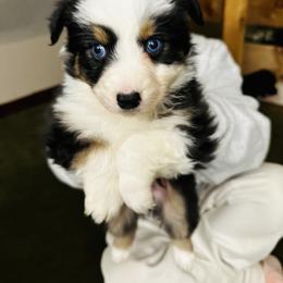 Black tri - Black tri-color male Australian Shepherd puppy in Saratoga Springs, New York from Rock Springs Australian Shepherds