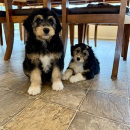 Jax - Black tri-color male Aussiedoodle puppy in Grants Pass, Oregon from Woodwind Miniatures