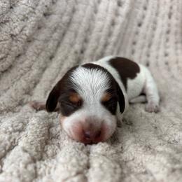 Chocolate And Tan Piebald Male 2 - Piebald male Dachshund puppy in Blackstone, Virginia from Cheyenne's Dachshunds