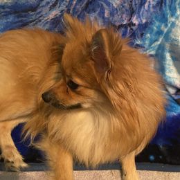 Waffles - Pomeranian