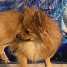 Waffles - Pomeranian