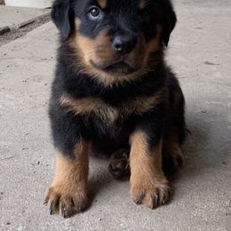 Rottweiler Puppies from Wildhaven Rottweilers