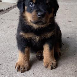 Rottweiler Puppies from Wildhaven Rottweilers