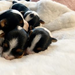 Biewer Terrier Puppies from Petit Bijou