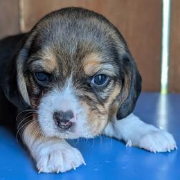 Iris - Black tan and white female Beagle puppy in Colville, Washington from Rosehaven Homestead