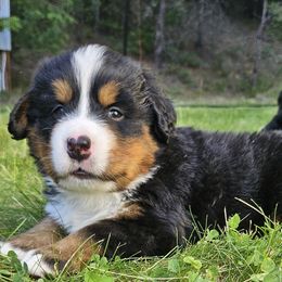 Bernese Mountain Dog Puppies from Rusty Brows Berners