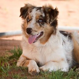 Australian Shepherds from PC Homestead