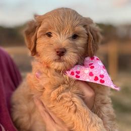 Cheers - Red  female Goldendoodle puppy in Rose Hill, North Carolina from Red Door Canines