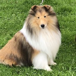 Vinny - Shetland Sheepdog