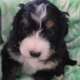 Bernedoodles from Bernedoodles of NWA