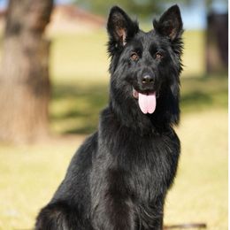 Nana - German Shepherd