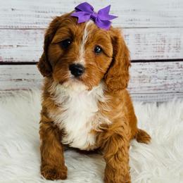 Pretzel - Red female Cavapoo puppy in Nixa, Missouri from Davis Family Doodles