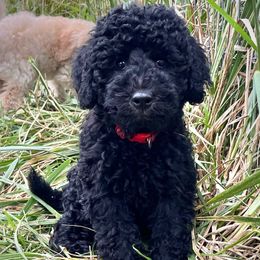 Dandilion - Black male Goldendoodle puppy in Kansas City, Missouri from Beary GoldenDoodles