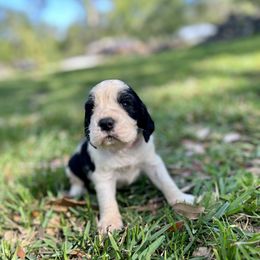 English Springer Spaniel Puppies from Redemption Fields