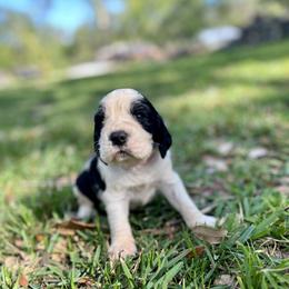 English Springer Spaniel Puppies from Redemption Fields