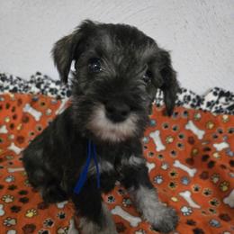 Puppy 4 - Salt and pepper male Miniature Schnauzer puppy in Winston Salem, North Carolina from Southpaw Schnauzers