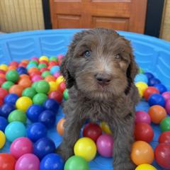 Saint Berdoodle Puppies from Gentle Giant Saint Berdoodles