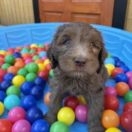 Saint Berdoodle Puppies from Gentle Giant Saint Berdoodles