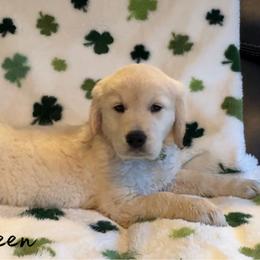 Mr. Green - Light golden male Golden Retriever puppy in Willis, Texas from Lakemist Retrievers