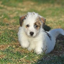 Tabby Boy 2 - White and tan male Russell Terrier puppy in Middletown, Virginia from DBF Russell Terriers