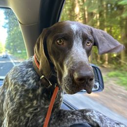 Hank - German Shorthaired Pointer